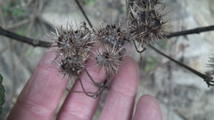 Sparrmannia africana