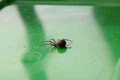 Steatoda grossa