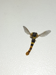 Sphaerophoria