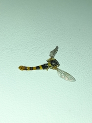 Sphaerophoria