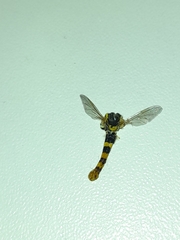 Sphaerophoria