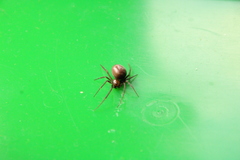 Steatoda grossa