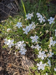 Phlox multiflora