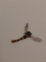 Sphaerophoria