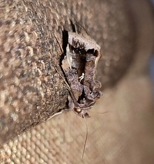 Plusiopalpa
