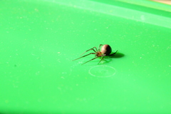 Steatoda grossa