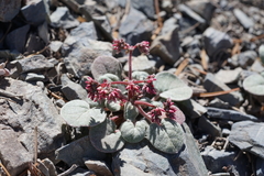 Eriogonum eremicola