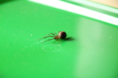 Steatoda grossa