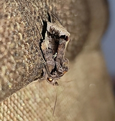 Plusiopalpa