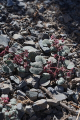 Eriogonum eremicola
