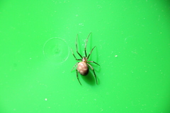 Steatoda grossa