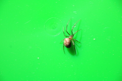 Steatoda grossa