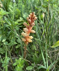 Orobanche kochii