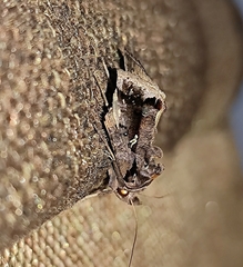 Plusiopalpa