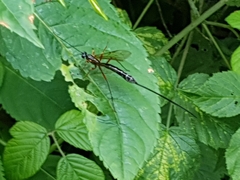 Coleocentrus excitator