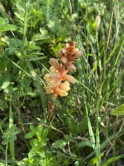 Orobanche kochii