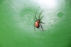 Steatoda grossa