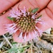 Monardella australis australis - Photo (c) Don Rideout, some rights reserved (CC BY-NC), uploaded by Don Rideout