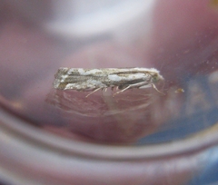 Pelochrista serpentana