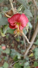 Abutilon menziesii