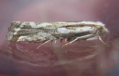 Pelochrista serpentana