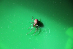 Steatoda grossa