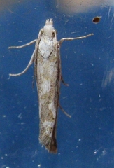 Pelochrista serpentana