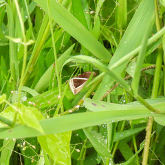 Chalciope
