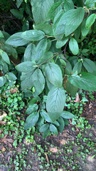 Viburnum × rhytidophylloides