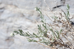 Artemisia albicans