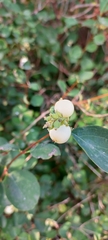 Symphoricarpos albus