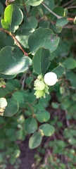 Symphoricarpos albus