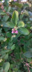 Symphoricarpos albus