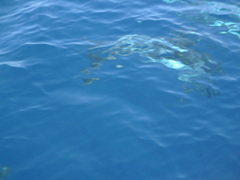 Stenella coeruleoalba