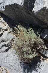 Artemisia albicans