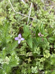 Houstonia montana