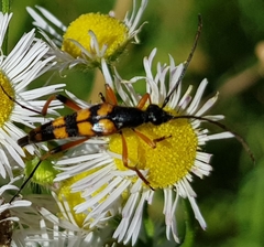 Strangalia attenuata