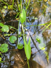 Sagittaria rigida