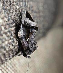 Plusiopalpa
