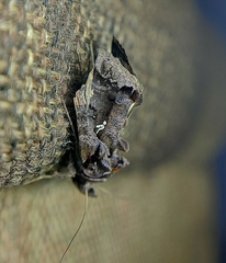 Plusiopalpa