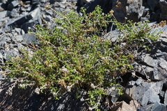 Ericameria gilmanii