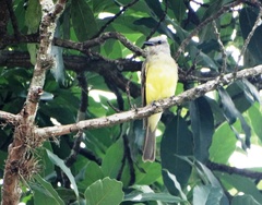 Tyrannus melancholicus