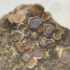 Acarospora glaucocarpa