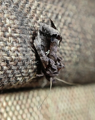 Plusiopalpa