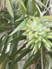 Melaleuca quinquenervia