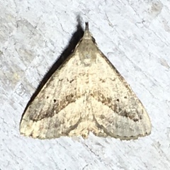 Macrochilo hypocritalis