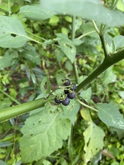 Solanum pseudogracile