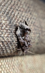 Plusiopalpa