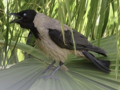 Corvus cornix