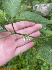 Solanum pseudogracile